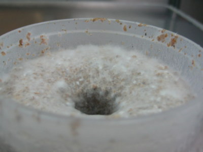 菌糸ビン作成 上部の綿状の物 菌糸ビン作成 上部の綿状の物