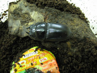 国産オオクワガタのメス