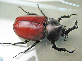 羽化して間もない国産カブトムシ 羽化して間もない国産カブトムシ