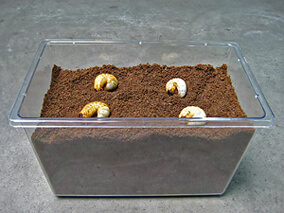 国産カブトムシ幼虫飼育方法 国産カブトムシ幼虫飼育方法