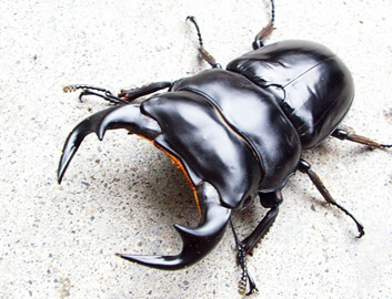 アンタエウスオオクワガタの飼育、産卵、幼虫飼育方法 アンタエウスオオクワガタの飼育、産卵、幼虫飼育方法