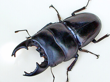 アルキデスヒラタクワガタの飼育、産卵、幼虫飼育方法 アルキデスヒラタクワガタの飼育、産卵、幼虫飼育方法