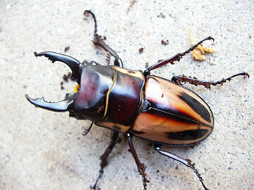 ファブリースノコギリの飼育、産卵、幼虫飼育方法 ファブリースノコギリの飼育、産卵、幼虫飼育方法