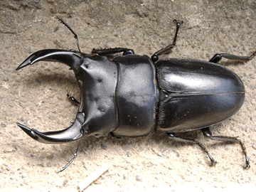 ホーペイオオクワガタの飼育、産卵、幼虫飼育方法 ホーペイオオクワガタの飼育、産卵、幼虫飼育方法