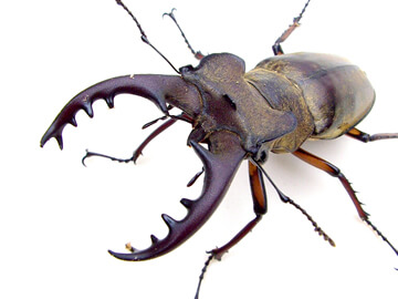 国産ミヤマクワガタの飼育、産卵、幼虫飼育方法 国産ミヤマクワガタの飼育、産卵、幼虫飼育方法