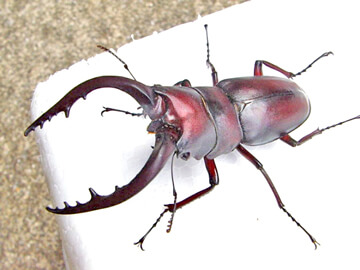 国産ノコギリクワガタの飼育、産卵、幼虫飼育方法 国産ノコギリクワガタの飼育、産卵、幼虫飼育方法