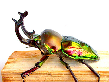 ニジイロクワガタの飼育、産卵、幼虫飼育方法 ニジイロクワガタの飼育、産卵、幼虫飼育方法