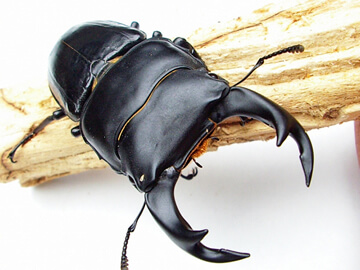 ◇クワガタ種類別の飼育、産卵、幼虫飼育方法 ◇クワガタ種類別の飼育、産卵、幼虫飼育方法