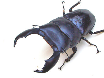 オオヒラタクワガタの飼育、産卵、幼虫飼育方法 オオヒラタクワガタの飼育、産卵、幼虫飼育方法