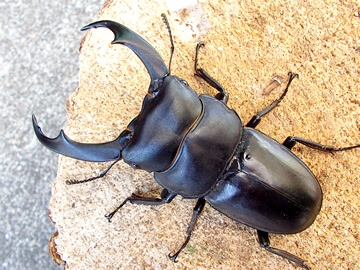 シェンクリングオオクワガタの飼育、産卵、幼虫飼育方法 シェンクリングオオクワガタの飼育、産卵、幼虫飼育方法