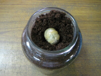 クワガタ幼虫の入れ替え3