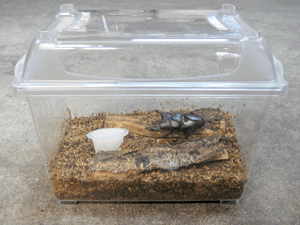 クワガタ成虫の育て方|成虫飼育方法 クワガタ成虫の育て方|成虫飼育方法