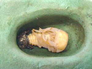 クワガタ蛹化羽化 クワガタ蛹化羽化